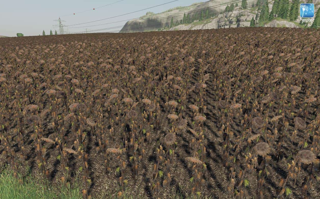 Forgotten Plants Sunflowercanola V10 Mod Farming Simulator 2022 19 Mod 5835